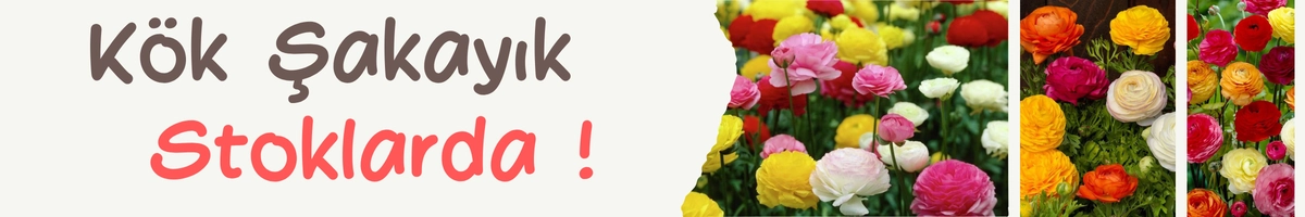 Şakayık Kök ve Yumrusu