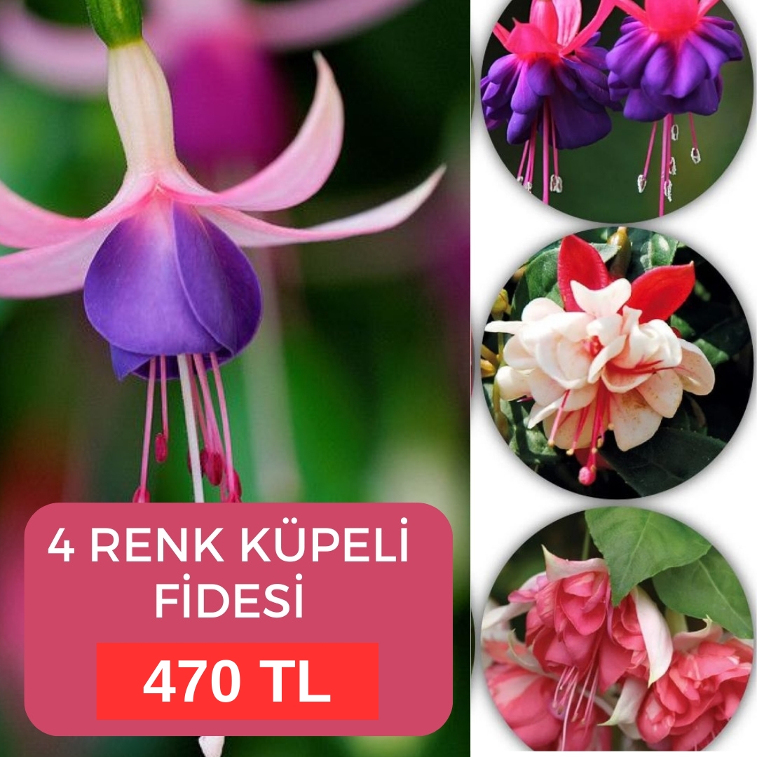 Küpeli%20Çiçeği%20Fidesi%20-%204%20Adet%20-%20Karışık%20Renk