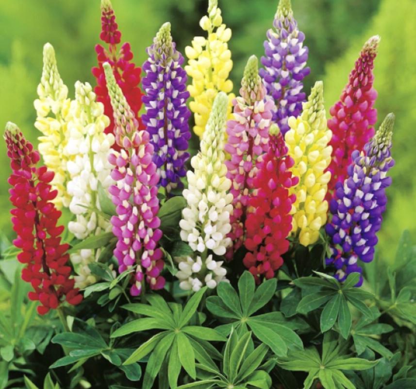 Lupinus%20Acı%20Bakla%20Çiçeği%20Tohumu