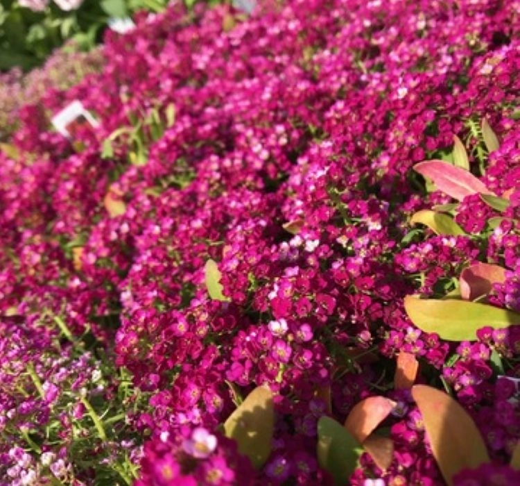 Alisyum%20Tohumu%20İnci%20Açık%20Pembe%20-%20Saksılık%2010%20Tohum