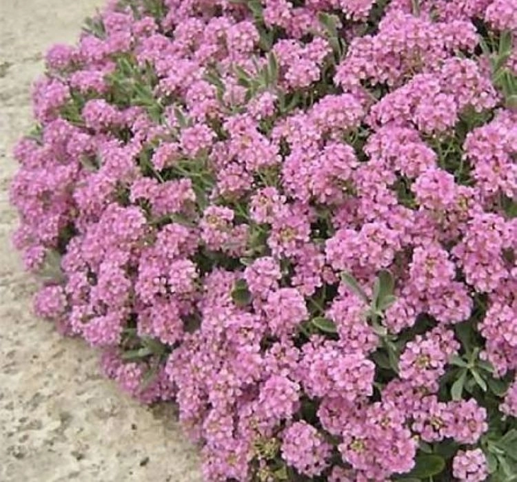 Alisyum%20Tohumu%20İnci%20Koyu%20Pembe%20-%20Saksılık%2010%20Tohum