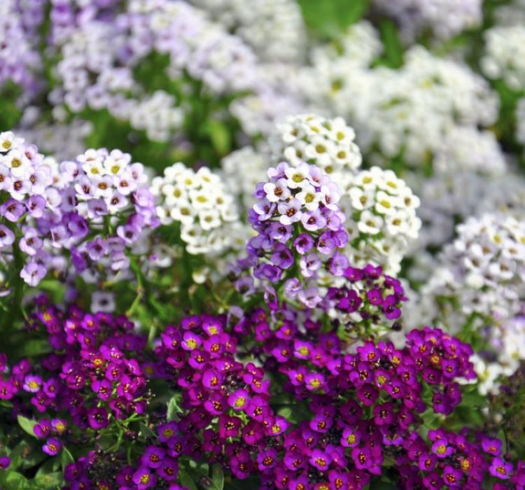 Alyssum%20Tohumu%20(%20Kraliyet%20Halısı%20)%20Karışık%20Renkli%20-%2040%20Tohum