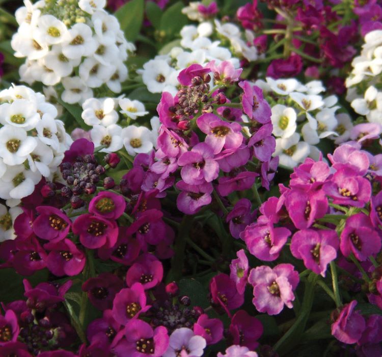 Alyssum%20Tohumu%20(%20Kraliyet%20Halısı%20)%20Karışık%20Renkli%20-%2040%20Tohum