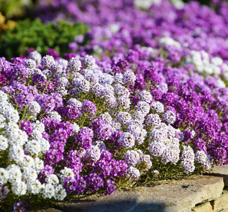 Alyssum%20Tohumu%20(%20Kraliyet%20Halısı%20)%20Karışık%20Renkli%20-%2040%20Tohum