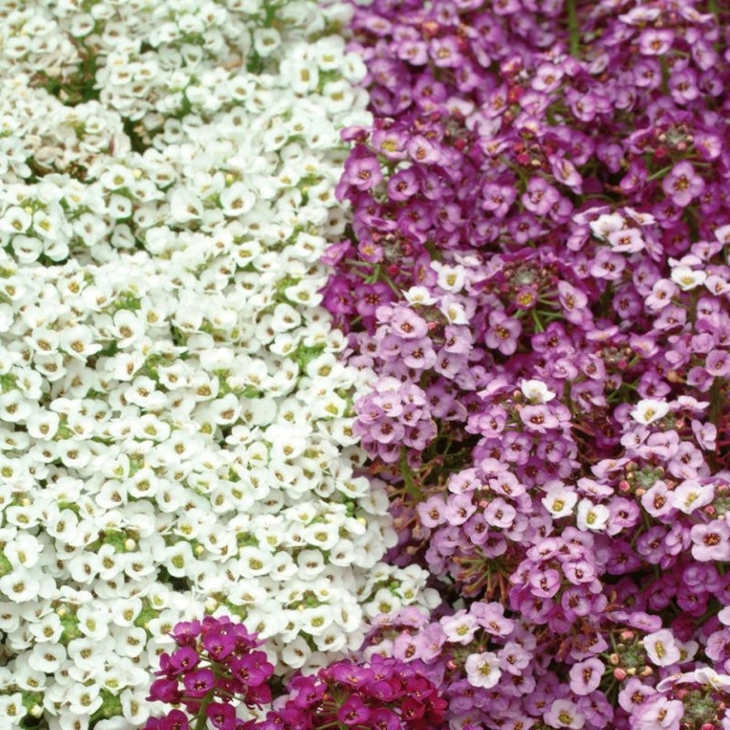 Alyssum%20Kraliyet%20Halısı%20Karışık%20Renk%20-%20Saksılık%2010%20Tohum