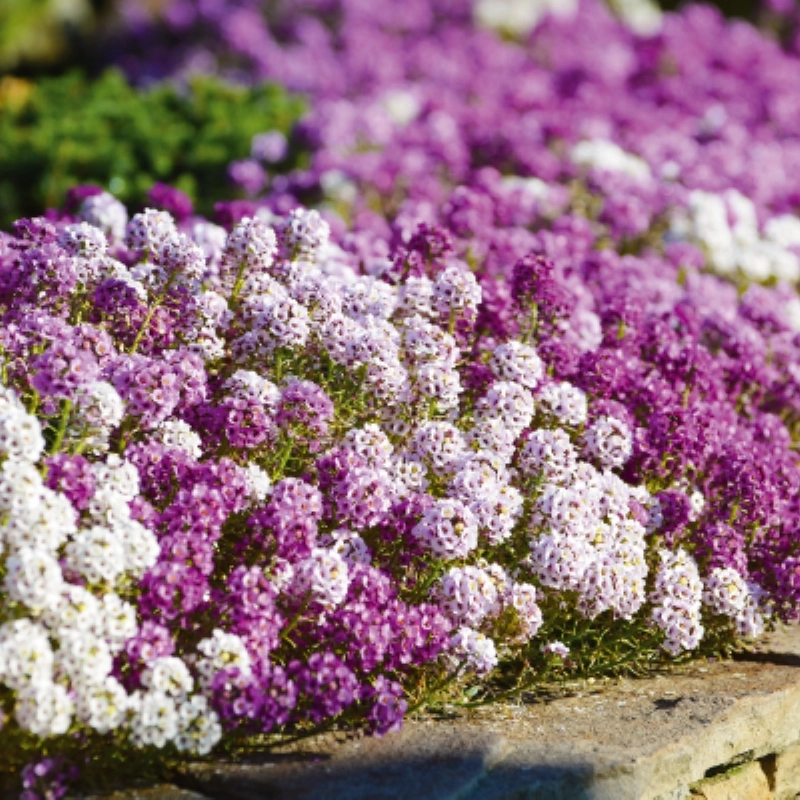 Alyssum%20Kraliyet%20Halısı%20Karışık%20Renk%20-%20Saksılık%2010%20Tohum
