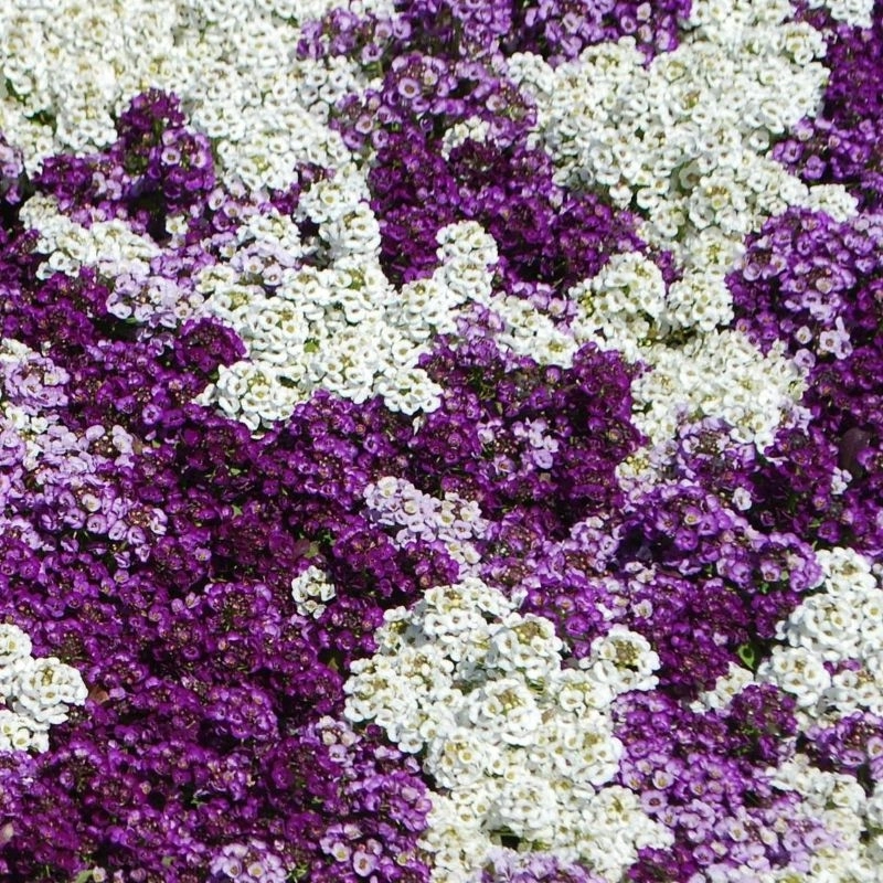 Alyssum%20Kraliyet%20Halısı%20Karışık%20Renk%20-%20Saksılık%2010%20Tohum
