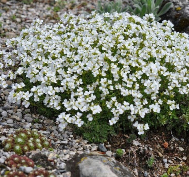 Arabis%20Tohumu%20(%20Alp%20Kesimi%20)%20Beyaz%20Renkli%20-%2020%20Tohum