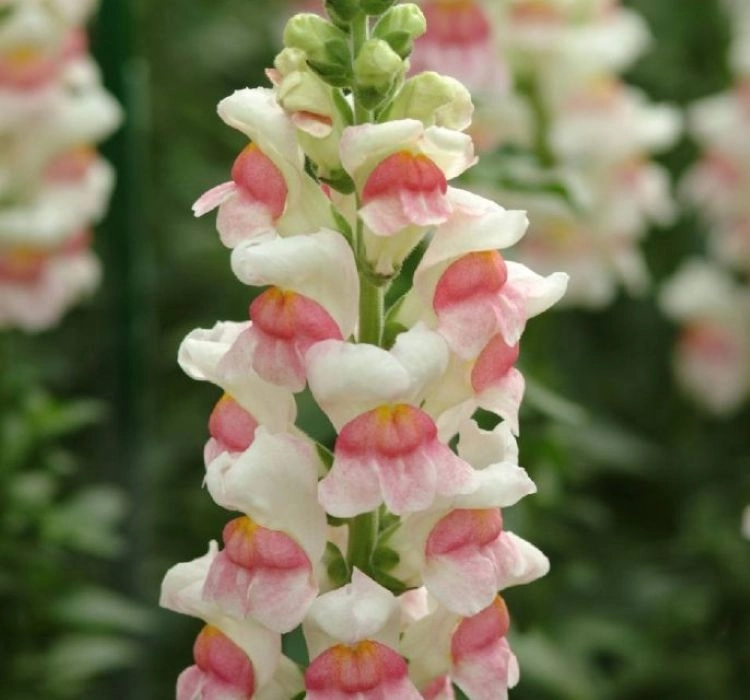 AslanAğzı%20Uzun%20Antik%20Seri%20Appleblossom%20Renk%20-%20Saksılık%2010%20Tohum