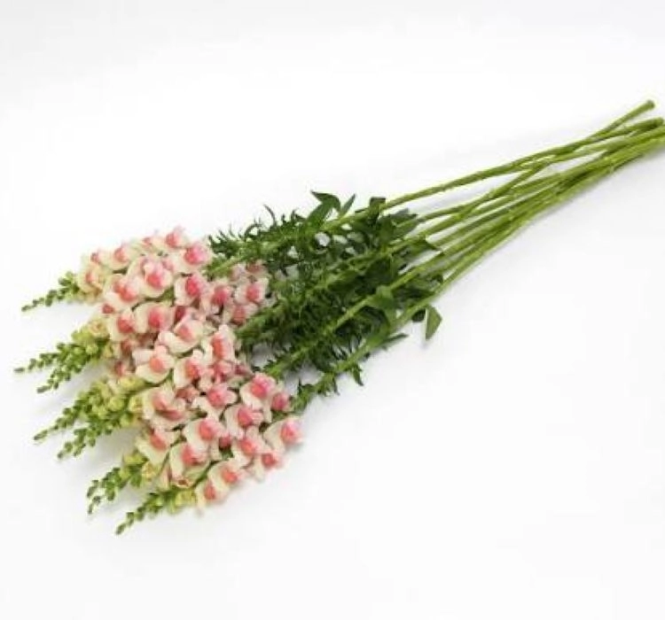 AslanAğzı%20Uzun%20Antik%20Seri%20Appleblossom%20Renk%20-%20Saksılık%2010%20Tohum