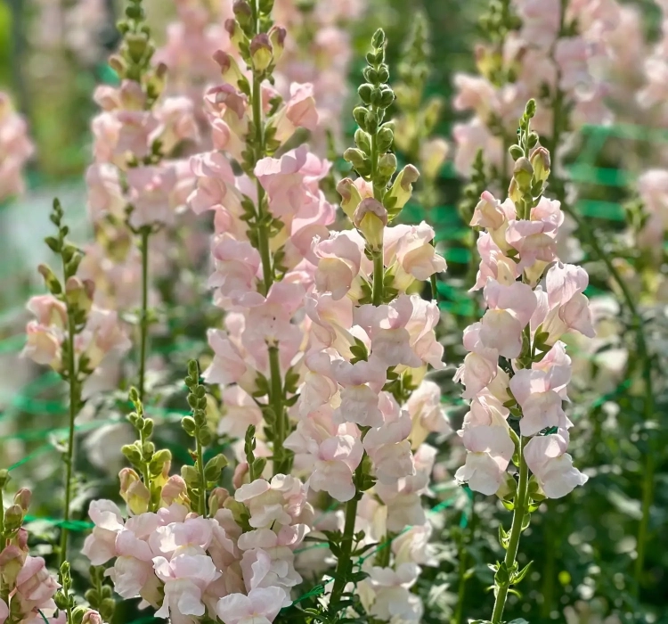AslanAğzı%20Uzun%20Antik%20Seri%20Appleblossom%20Renk%20-%20Saksılık%2010%20Tohum