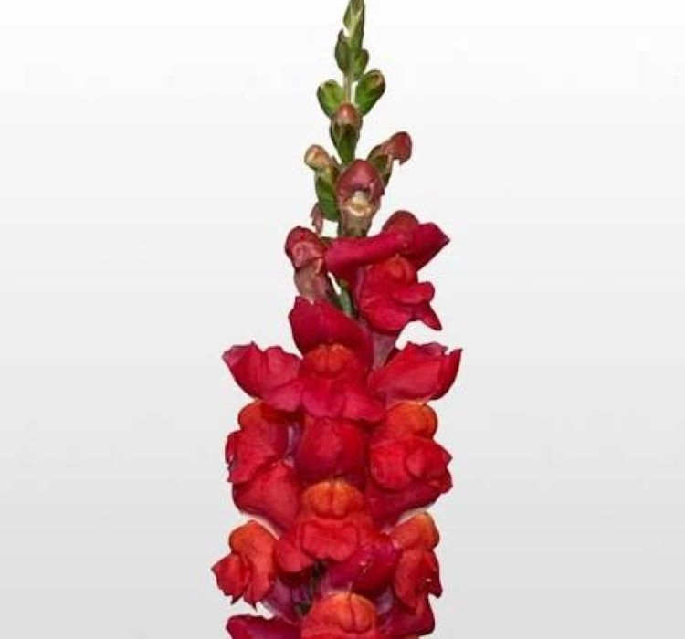 AslanAğzı%20Uzun%20Antik%20Seri%20Flamingo%20Renk%20-%20Saksılık%2010%20Tohum