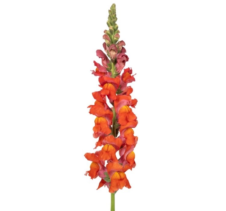 AslanAğzı%20Uzun%20Antik%20Seri%20Flamingo%20Renk%20-%20Saksılık%2010%20Tohum