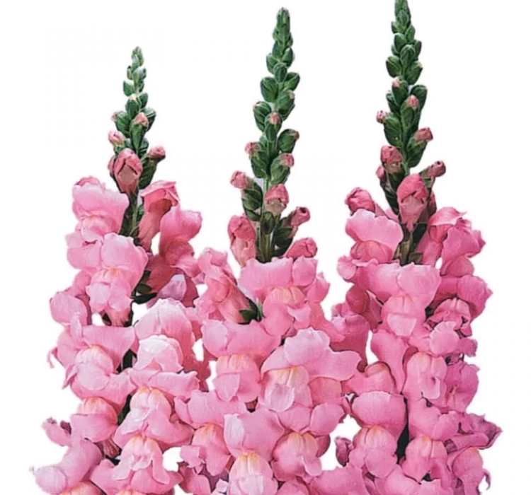 AslanAğzı%20Uzun%20Antik%20Seri%20Pembe%20Renk%20-%20Saksılık%2010%20Tohum