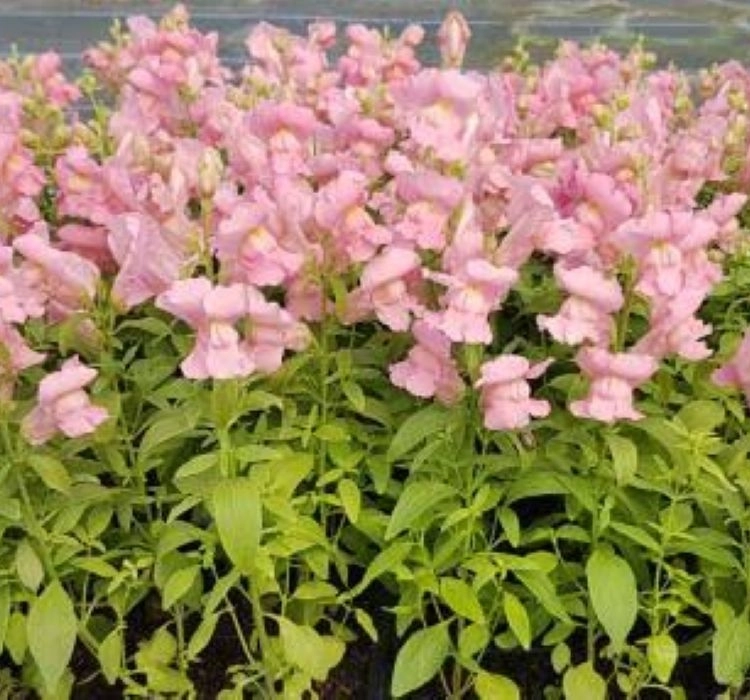 AslanAğzı%20Uzun%20Antik%20Seri%20Pembe%20Renk%20-%20Saksılık%2010%20Tohum
