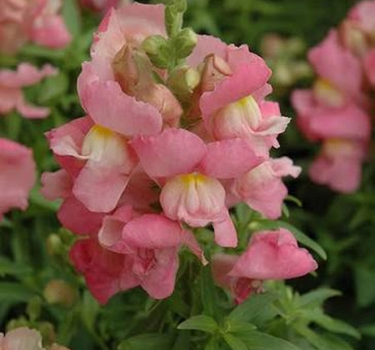 AslanAğzı%20Uzun%20Antik%20Seri%20Pembe%20Renk%20-%20Saksılık%2010%20Tohum