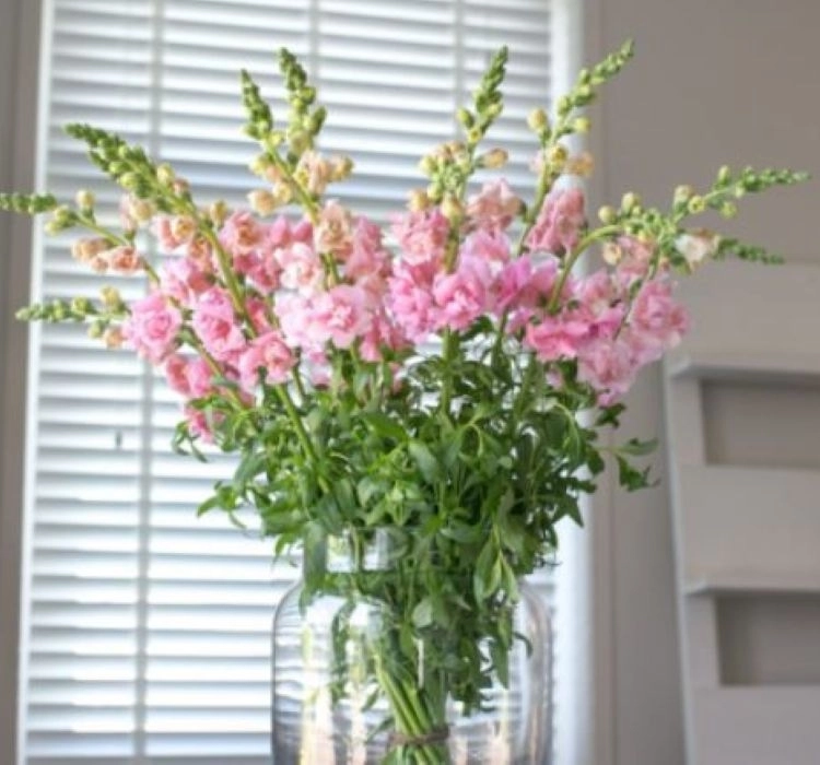 AslanAğzı%20Uzun%20Antik%20Seri%20Pembe%20Renk%20-%20Saksılık%2010%20Tohum
