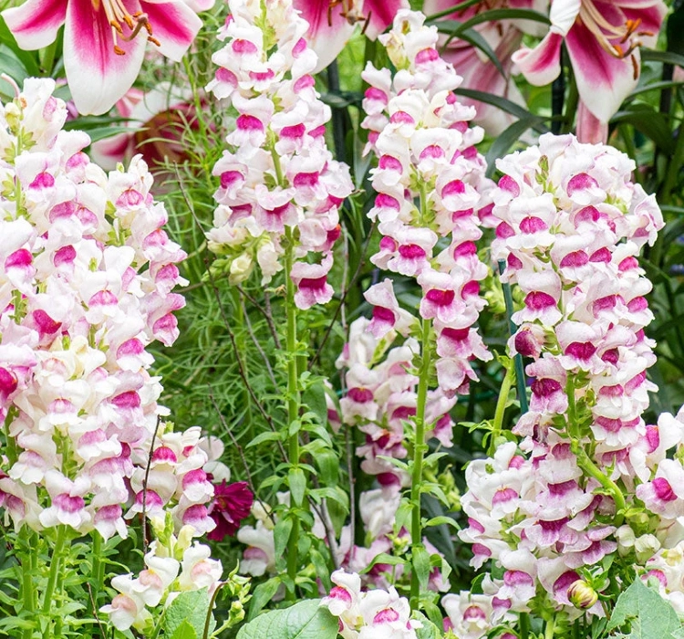AslanAğzı%20Uzun%20Antik%20Seri%20Plumblossom%20Renk%20-%20Saksılık%2010%20Tohum