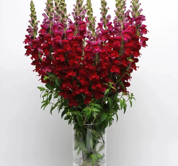 AslanAğzı%20Uzun%20Antik%20Seri%20Kırmızı%20Renk%20-%20Saksılık%2010%20Tohum