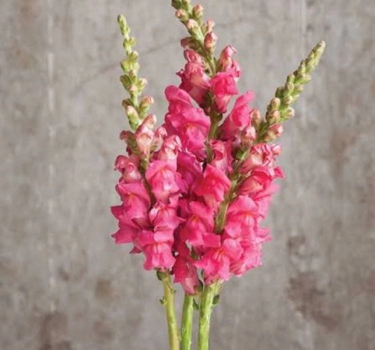 AslanAğzı%20Uzun%20Antik%20Seri%20Rose%20Renk%20-%20Saksılık%2010%20Tohum