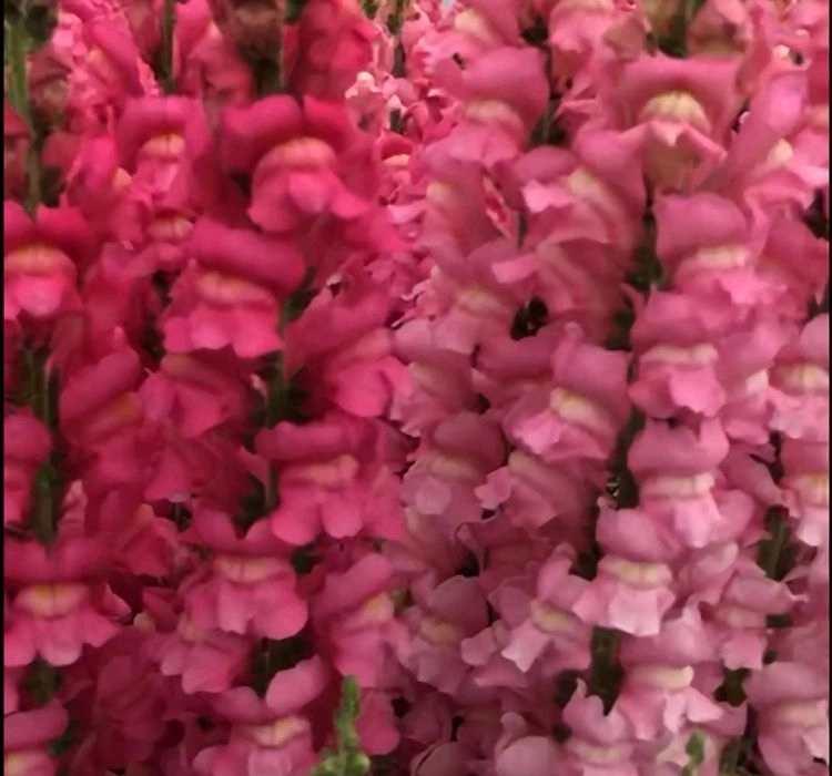 AslanAğzı%20Uzun%20Antik%20Seri%20Rose%20Renk%20-%20Saksılık%2010%20Tohum