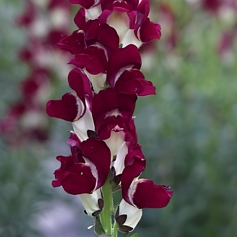 ASLAN%20AĞZI%20SAKSILIK%20(10%20TOHUM)%20BURGUNDY