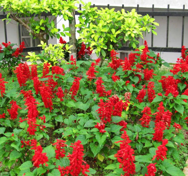 Kırmızı Ateş Çiçeği - Salvia F1 Tohumu ( 30 Tohum )