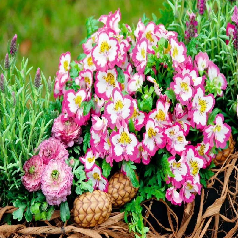 Atlantis%20Orkide%20Çiçeği%20Rose%20Çift%20Renk%20-%20Saksılık%205%20Tohum