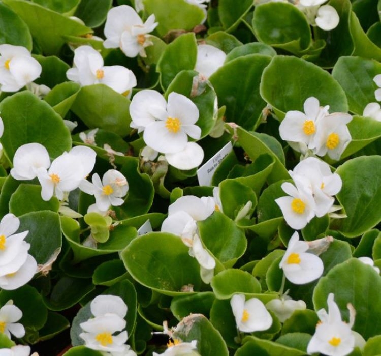 Şeker%20Begonya%20Tohumu%20Banga%20-%20Beyaz%20Renkli%20(%2020%20Tohum%20)