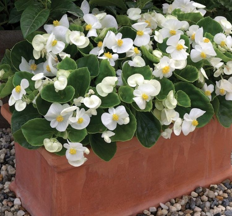 Şeker%20Begonya%20Tohumu%20Banga%20-%20Beyaz%20Renkli%20(%2020%20Tohum%20)