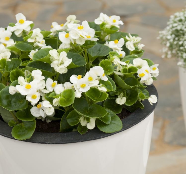 Şeker%20Begonya%20Tohumu%20Banga%20-%20Beyaz%20Renkli%20(%2020%20Tohum%20)