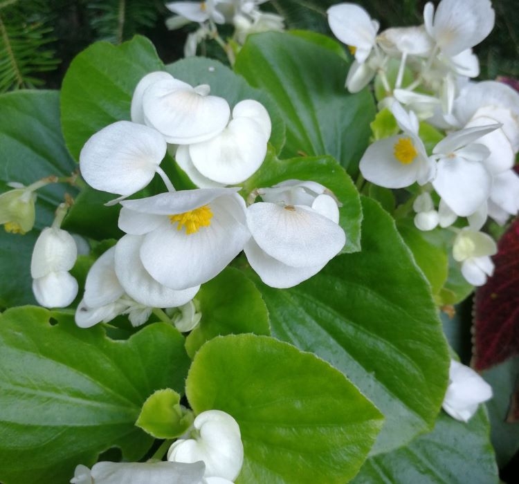 Şeker%20Begonya%20Tohumu%20Banga%20-%20Beyaz%20Renkli%20(%2020%20Tohum%20)