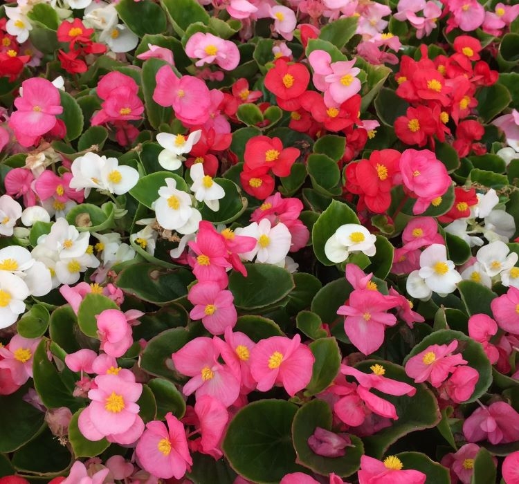 Şeker%20Begonya%20Tohumu%20Banga%20-%20Karışık%20Renkli%20(%2020%20Tohum%20)