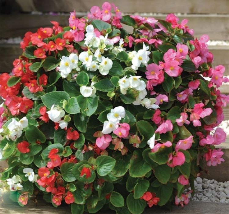 Şeker%20Begonya%20Tohumu%20Banga%20-%20Karışık%20Renkli%20(%2020%20Tohum%20)