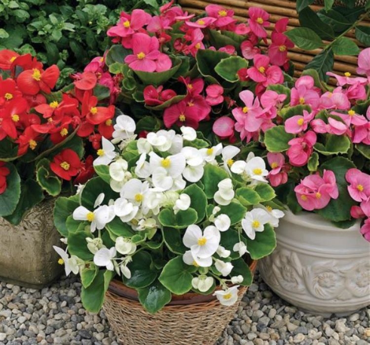 Şeker%20Begonya%20Tohumu%20Banga%20-%20Karışık%20Renkli%20(%2020%20Tohum%20)