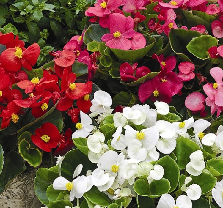 Şeker%20Begonya%20Tohumu%20Banga%20-%20Karışık%20Renkli%20(%2020%20Tohum%20)