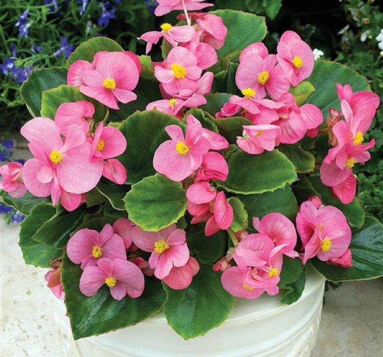 Şeker%20Begonya%20Tohumu%20Banga%20-%20Pembe%20Renkli%20(%2020%20Tohum%20)