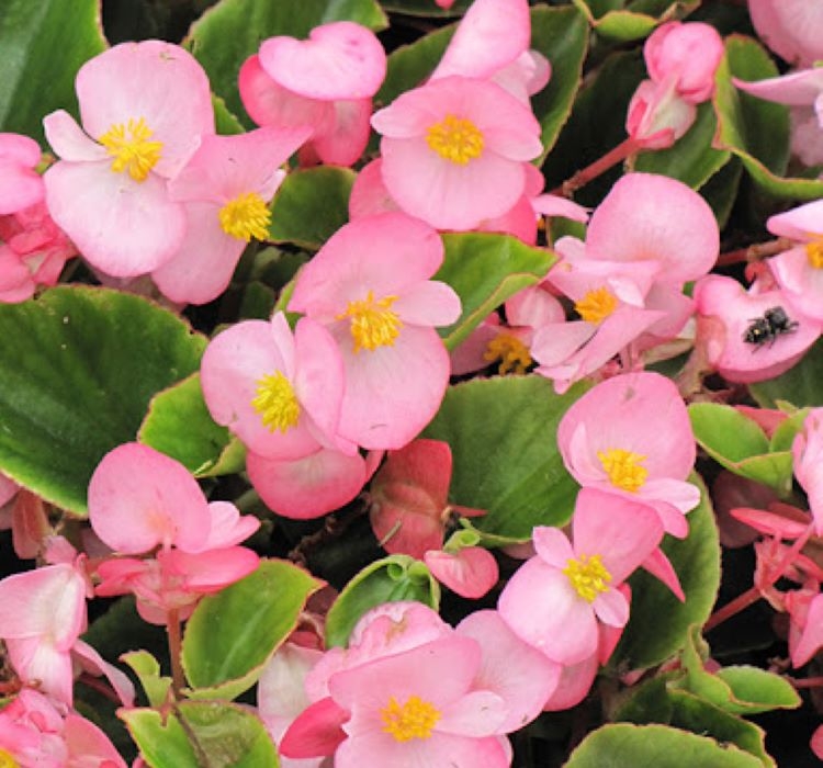 Şeker%20Begonya%20Tohumu%20Banga%20-%20Pembe%20Renkli%20(%2020%20Tohum%20)