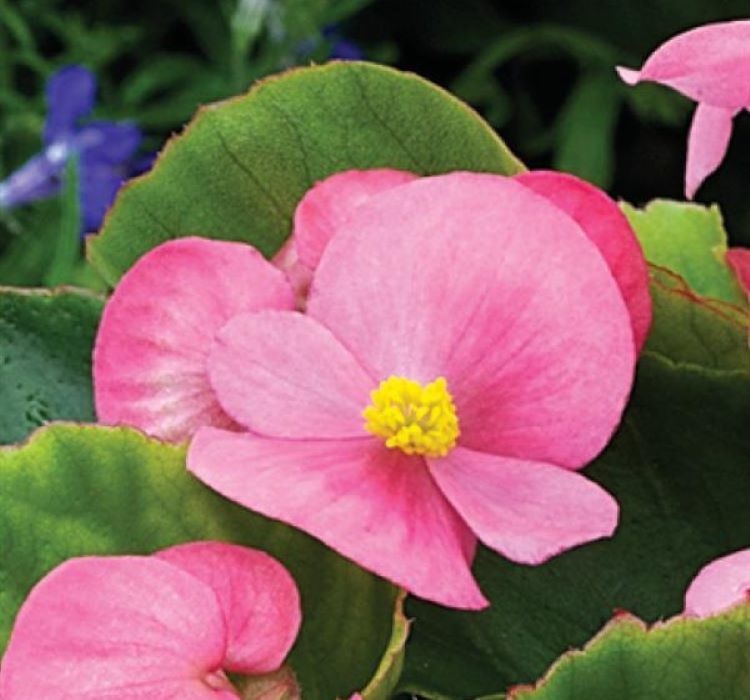 Şeker%20Begonya%20Tohumu%20Banga%20-%20Pembe%20Renkli%20(%2020%20Tohum%20)