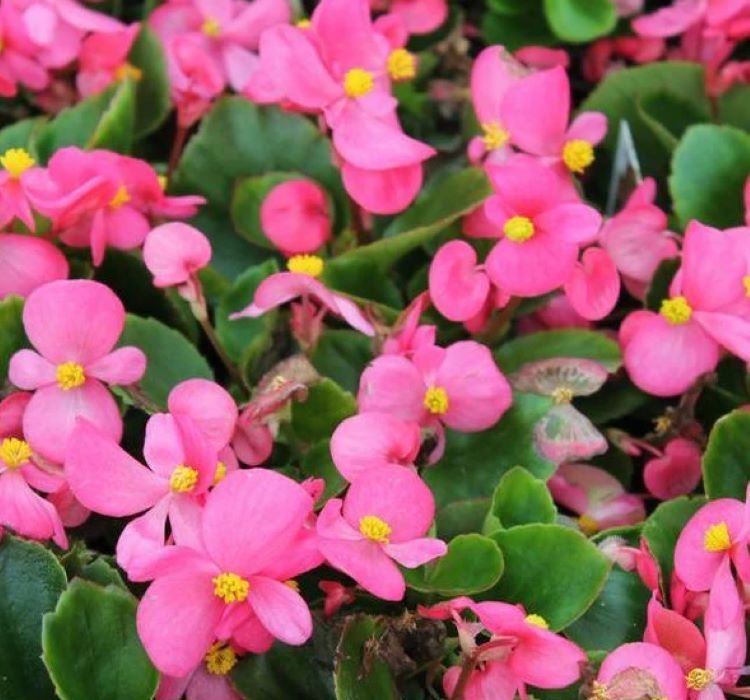 Şeker%20Begonya%20Tohumu%20Banga%20-%20Pembe%20Renkli%20(%2020%20Tohum%20)