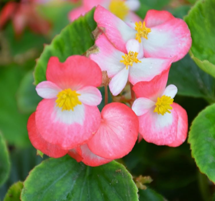 Şeker%20Begonya%20Tohumu%20Banga%20-%20Pembe%20Beyaz%20Renkli%20(%2020%20Tohum%20)