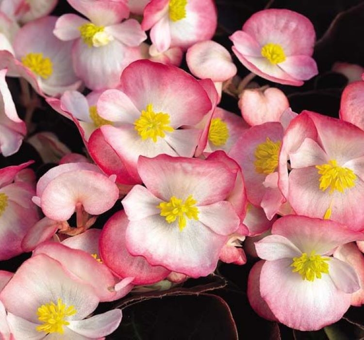 Şeker%20Begonya%20Tohumu%20Banga%20-%20Pembe%20Beyaz%20Renkli%20(%2020%20Tohum%20)