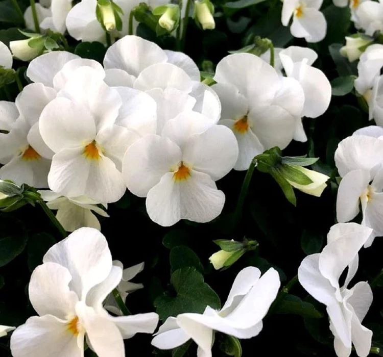 Beyaz Menekşe Çiçeği