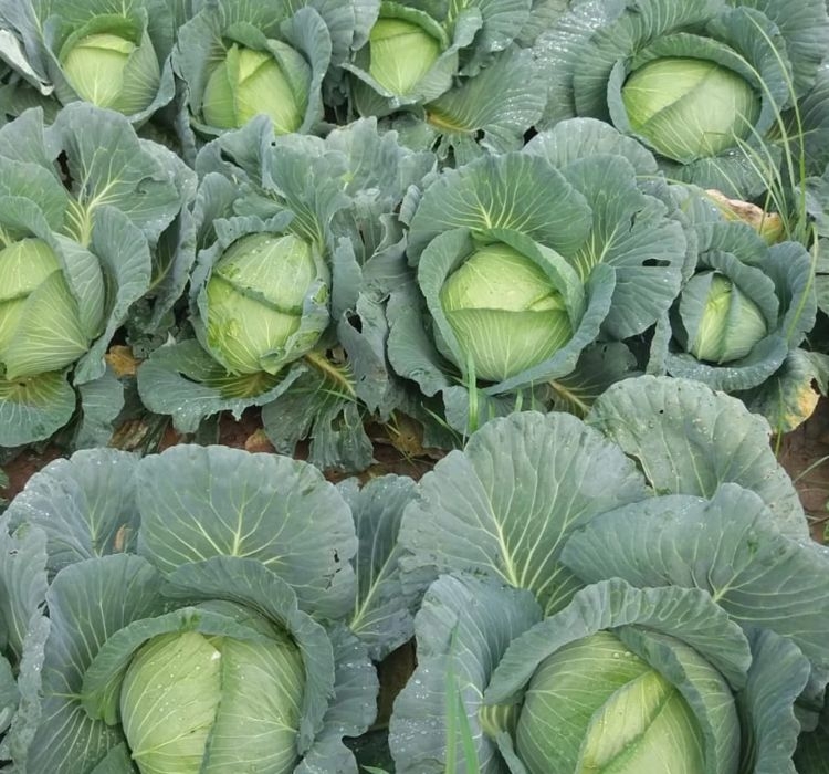 LAHANA%20BEYAZ%20%20(%20ÇOKLU%20TOHUM%20)%20-%205%20Gram