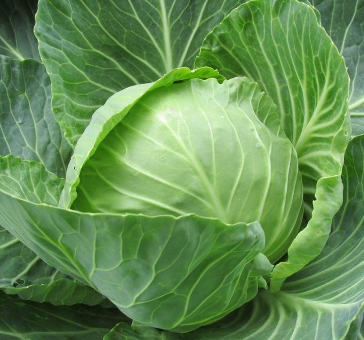 LAHANA%20BEYAZ%20%20(%20ÇOKLU%20TOHUM%20)%20-%205%20Gram