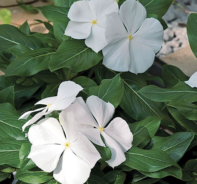 Beyaz Rozet Çiçeği F1 Tohumu ( 40 Tohum )