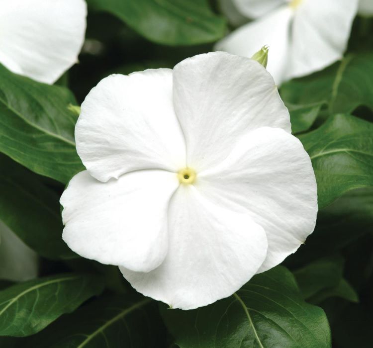 Beyaz Rozet Çiçeği F1 Tohumu ( 40 Tohum )