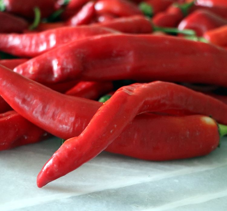 BİBER%20HATAY%20ACI%20(%20ÇOKLU%20TOHUM%20)%20-%205%20Gram
