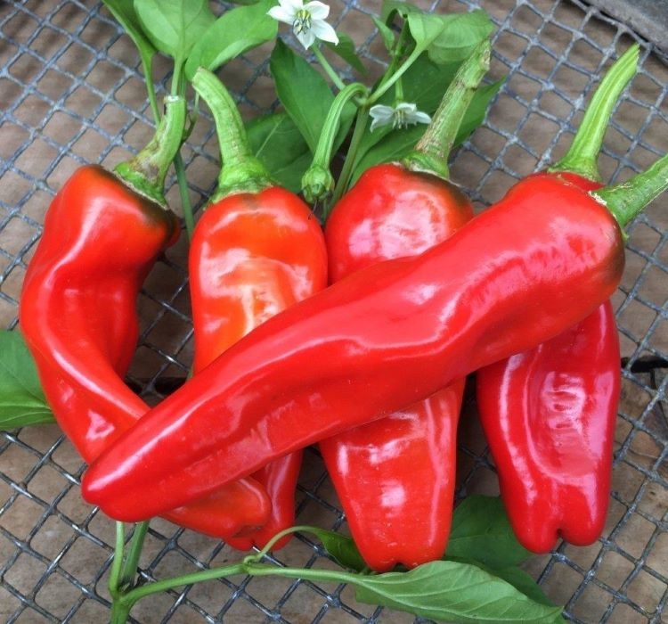 BİBER%20İSOT%20(%20ÇOKLU%20TOHUM%20)%20-%205%20Gram
