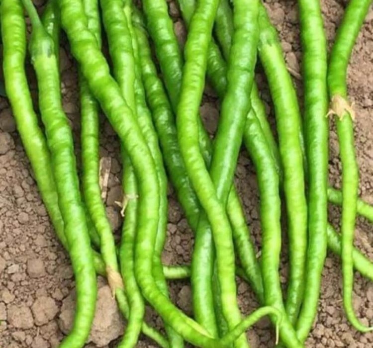 BİBER%20KIL%20TATLI%20(%20ÇOKLU%20TOHUM%20)%20-%205%20Gram